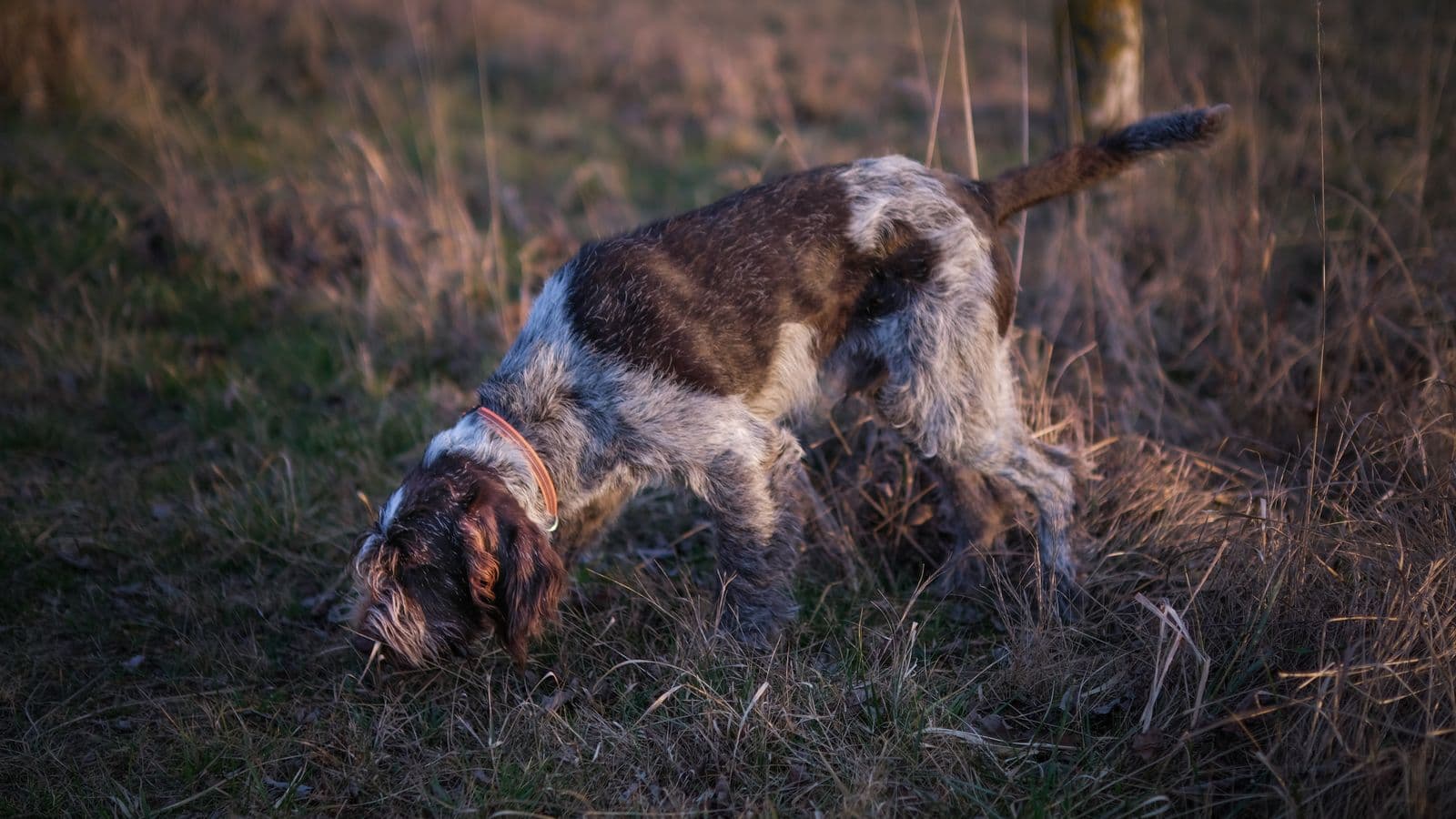 Truffle hunt with a dog